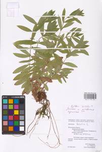 Epilobium hirsutum L., Eastern Europe, Central region (E4) (Russia)