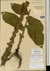 Verbascum phlomoides L., Caucasus, Stavropol Krai, Karachay-Cherkessia & Kabardino-Balkaria (K1b) (Russia)