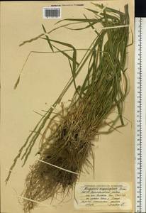 Elymus mutabilis (Drobow) Tzvelev, Siberia, Yakutia (S5) (Russia)