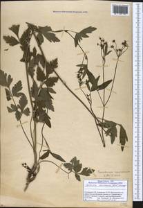 Dichoropetalum caucasicum (M. Bieb.) Soldano, Galasso & Banfi, Caucasus, Georgia (K4) (Georgia)
