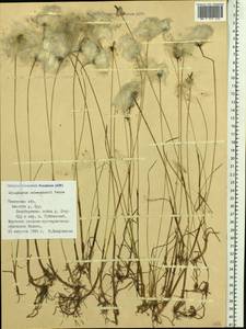 Eriophorum scheuchzeri Hoppe, Siberia, Western Siberia (S1) (Russia)
