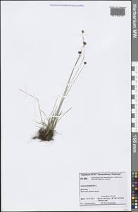 Juncus triglumis L., Siberia, Central Siberia (S3) (Russia)