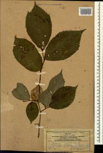 Ulmus glabra Huds., Caucasus, Azerbaijan (K6) (Azerbaijan)