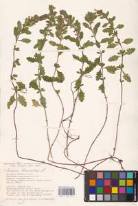 MHA 0 155 197, Teucrium chamaedrys L., Eastern Europe, South Ukrainian region (E12) (Ukraine)