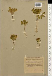Aethionema arabicum (L.) Andrz. ex O.E. Schulz, Caucasus, Azerbaijan (K6) (Azerbaijan)