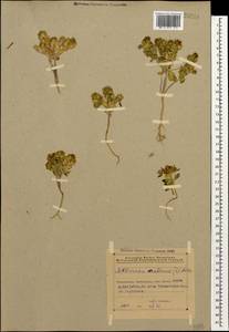 Aethionema arabicum (L.) Andrz. ex DC., Caucasus, Azerbaijan (K6) (Azerbaijan)