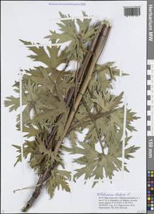 Delphinium elatum L., Siberia, Baikal & Transbaikal region (S4) (Russia)