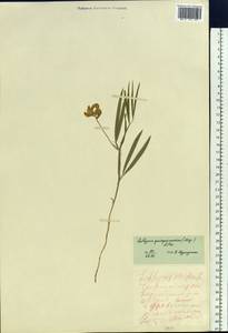 Lathyrus quinquenervius (Miq.) Litv., Siberia, Baikal & Transbaikal region (S4) (Russia)