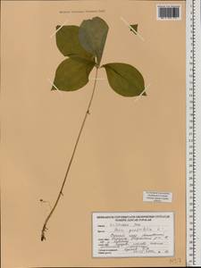 Paris quadrifolia L., Eastern Europe, Belarus (E3a) (Belarus)