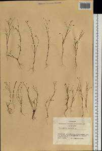Psammophiliella muralis (L.) lkonn., Siberia, Altai & Sayany Mountains (S2) (Russia)