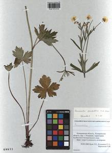 Ranunculus grandifolius C. A. Mey., Siberia, Altai & Sayany Mountains (S2) (Russia)