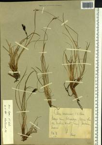 Carex bigelowii subsp. lugens (Holm) T.V.Egorova, Siberia, Chukotka & Kamchatka (S7) (Russia)