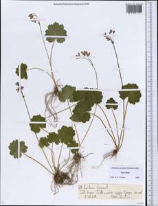 Primula matthioli subsp. turkestanica (Losinsk.) Kovt., Middle Asia, Northern & Central Tian Shan (M4) (Kazakhstan)