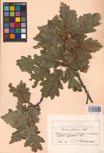 Quercus petraea (Matt.) Liebl., Eastern Europe, West Ukrainian region (E13) (Ukraine)