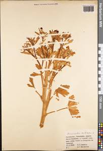 Ranunculus sceleratus L., Middle Asia, Syr-Darian deserts & Kyzylkum (M7) (Uzbekistan)