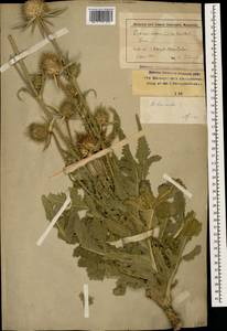 Dipsacus laciniatus L., Caucasus, Stavropol Krai, Karachay-Cherkessia & Kabardino-Balkaria (K1b) (Russia)