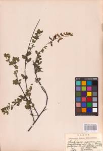 Cytisus nigricans L., Eastern Europe, West Ukrainian region (E13) (Ukraine)
