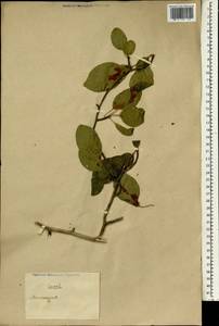 Malus, South Asia, South Asia (Asia outside ex-Soviet states and Mongolia) (ASIA) (China)