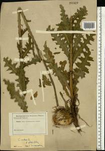 Carduus nutans L., Eastern Europe, Central forest-and-steppe region (E6) (Russia)