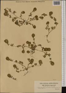 Trifolium lappaceum L., Western Europe (EUR) (Italy)