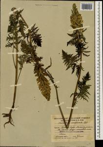 Pedicularis condensata M. Bieb., Caucasus, South Ossetia (K4b) (South Ossetia)