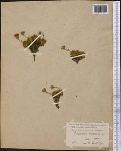 Diapensia lapponica L., America (AMER) (Greenland)