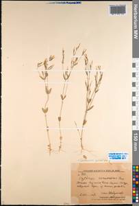 Centaurium pulchellum, Middle Asia, Western Tian Shan & Karatau (M3) (Kyrgyzstan)