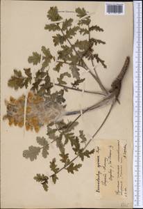 Phlomoides speciosa (Rupr.) Adylov, Kamelin & Makhm., Middle Asia, Northern & Central Tian Shan (M4) (Kyrgyzstan)