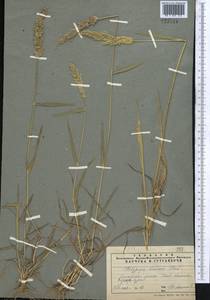 Polypogon fugax Nees ex Steud., Middle Asia, Pamir & Pamiro-Alai (M2) (Tajikistan)