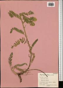 Oxytropis pilosa (L.)DC., Eastern Europe, Central region (E4) (Russia)