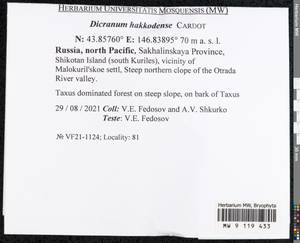 Dicranum viride var. hakkodense (Cardot) Takaki, Bryophytes, Bryophytes - Russian Far East (excl. Chukotka & Kamchatka) (B20) (Russia)