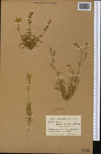 Silene incurvifolia Kar. & Kir., Middle Asia, Northern & Central Tian Shan (M4) (Kyrgyzstan)