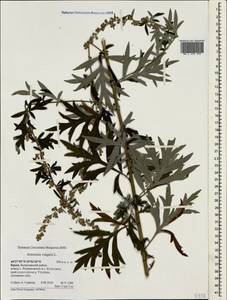Artemisia vulgaris L., Crimea (KRYM) (Russia)