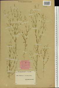 Psammophiliella muralis (L.) Ikonn., Eastern Europe, South Ukrainian region (E12) (Ukraine)