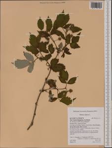 Rubus idaeus L., Western Europe (EUR) (United Kingdom)