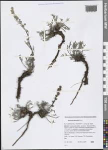 Artemisia borealis Pall., Siberia, Western Siberia (S1) (Russia)