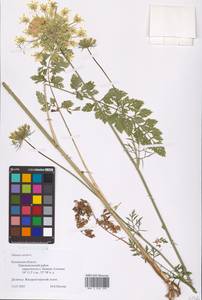 Daucus carota L., Eastern Europe, Central region (E4) (Russia)