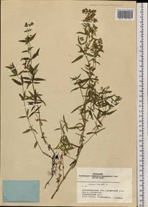 Galium boreale L., Siberia, Western Siberia (S1) (Russia)