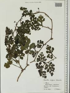 Citrullus lanatus (Thunb.) Matsumura & Nakai, Eastern Europe, Central region (E4) (Russia)