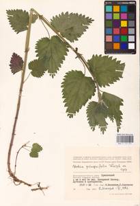 Urtica dioica subsp. pubescens (Ledeb.) Domin, Eastern Europe, Lower Volga region (E9) (Russia)