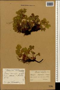 Potentilla brachypetala Fisch. & C. A. Mey. ex Lehm., Caucasus, Krasnodar Krai & Adygea (K1a) (Russia)