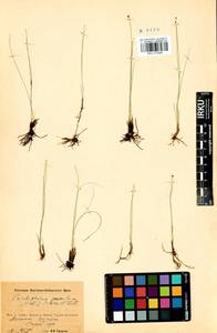 Trichophorum pumilum (Vahl) Schinz & Thell., Siberia, Baikal & Transbaikal region (S4) (Russia)