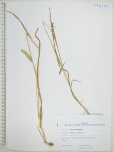 Phleum pratense L., Siberia, Russian Far East (S6) (Russia)