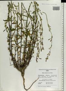 Silene tatarica (L.) Pers., Eastern Europe, Northern region (E1) (Russia)