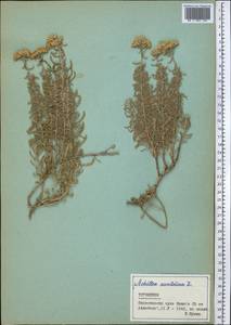 Achillea wilhelmsii K. Koch, Middle Asia, Kopet Dag, Badkhyz, Small & Great Balkhan (M1) (Turkmenistan)