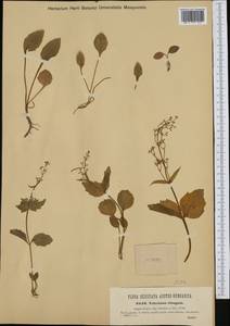 Valeriana elongata Jacq., Western Europe (EUR) (Italy)