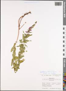 Lythrum intermedium Ledeb. ex Turcz., Eastern Europe, Middle Volga region (E8) (Russia)