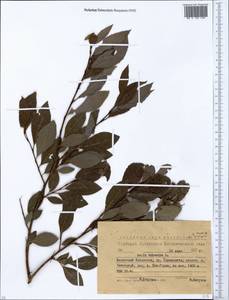 Salix triandra L., Siberia, Western (Kazakhstan) Altai Mountains (S2a) (Kazakhstan)