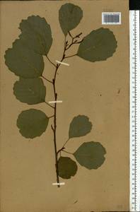Alnus glutinosa (L.) Gaertn., Eastern Europe, Central forest-and-steppe region (E6) (Russia)