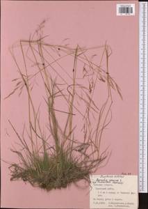 Agrostis canina L., Eastern Europe, Central region (E4) (Russia)